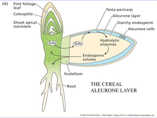 THE CEREAL 
ALEURONE LAYER 
 