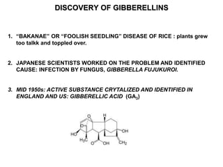 DISCOVERY OF GIBBERELLINS 
1. “BAKANAE” OR “FOOLISH SEEDLING” DISEASE OF RICE : plants grew 
too talkk and toppled over. 
2. JAPANESE SCIENTISTS WORKED ON THE PROBLEM AND IDENTIFIED 
CAUSE: INFECTION BY FUNGUS, GIBBERELLA FUJUKUROI. 
3. MID 1950s: ACTIVE SUBSTANCE CRYTALIZED AND IDENTIFIED IN 
ENGLAND AND US: GIBBERELLIC ACID (GA3) 
 