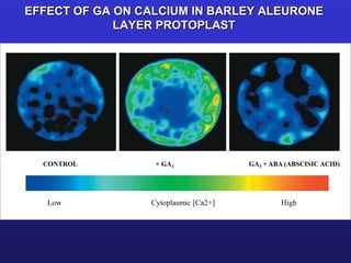 EFFECT OF GA ON CALCIUM IN BARLEY ALEURONE 
LAYER PROTOPLAST 
CONTROL + GA3 GA3 + ABA (ABSCISIC ACID) 
Low Cytoplasmic [Ca2+] High 
 