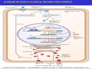 SUMMARY OF STEPS IN GA SIGNAL TRANSDUCTION PATHWAY 
