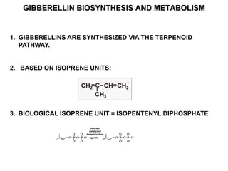 GIBBERELLIN BIOSYNTHESIS AND METABOLISM 
1. GIBBERELLINS ARE SYNTHESIZED VIA THE TERPENOID 
PATHWAY. 
2. BASED ON ISOPRENE UNITS: 
3. BIOLOGICAL ISOPRENE UNIT = ISOPENTENYL DIPHOSPHATE 
 