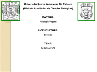 Universidad Juárez Autónoma De Tabasco (División Académica de Ciencias Biológicas) MATERIA: Fisiología Vegetal LICENCIATURA: Ecología TEMA: GIBERELINAS 