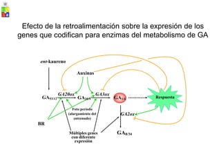 Efecto de la retroalimentación sobre la expresión de los
genes que codifican para enzimas del metabolismo de GA
ent-kaureno
Auxinas
GA20ox GA3ox
GA53/12 GA20/9 GA1/4
Foto período
(alargamiento del
entrenudo)
GA2ox
BR
GA8/34
Múltiples genes
con diferente
expresión
Respuesta
 