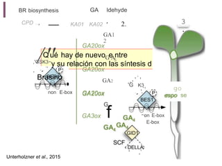 ,
n
,
,
r
teroides
e GA?
I GA ldehyde
BR biosynthesis
3
.
CPD .., 2.
KA01 KA02 '
GA1
2
/Q
''
ué hay de nuevoGe
Antre
Brasino
,'GSK3~
,
y su relación con las síntesis d
GA20ox
'
K3
.,
,
GA2 ,
'G
GA20ox espo se
f
GA3ox on E-box
,
'
Unterholzner et al., 2015
GA20ox
.,
5
non E-box
, ,,
, go
GA20ox espo
G
E-box
 