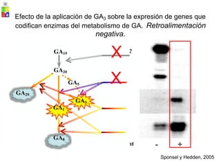 Efecto de la aplicación de GA3 sobre la expresión de genes que
GA. Retroalimentación
codifican enzimas del metabolismo de
negativa.
X
GA5
GA3
Sponsel y Hedden, 2005
GA19
X
GA20
GA29
GA1
GA8
 