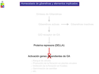 Síntesis de Giberelinas
Giberelinas activas Giberelinas inactivas
GID receptor de GA
Proteína represora (DELLA)
Activación genes
X
dependientes de GA
.- Alargue de células
.- Promoción de la floración en plantas anuales
.- Inhibición de la floración en frutales
.- Germinación de semillas
.- etc.
Homeostasis de giberelinas y elementos implicados
 