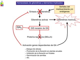 Síntesis d
X
e Giberelinas
Giberelinas activas Giberelinas inactivas
Proteína rep
X
resora (DELLA)
Activación genes dependientes de GA
.- Alargue de células
.- Promoción de la floración en plantas anuales
.- Inhibición de la floración en frutales
.- Germinación de semillas
.- etc.
GID receptor de GA
GA3
Señales del
medioambiente y/o
endógenas
Homeostasis de giberelinas y elementos implicados
 