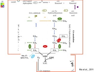 GAuo • GA12 •
l
GA1s •
1 •
GAs •
GA34
diphosphate 4D
GGDP ent- aurene • Kaurenol • Kaurenal
4D 4D
ent-7a- ent-
• acid acid
::
s
..1
.
....
:1
:
r
'""I
'<
,-..
o
::
s
...
...
~
'<
1
(JQ
=
SLRl
~
-
· Ma et al.,, 2011
GA responses
,
-.,
·,
1
(J=Q
O ent-Copalyl K ent- ent-
1•
GA12-aldehyde +--- Hydroxylkaurenoic Kaurenoic
z
o 1
w
'<
e,
;,<
.
-...
·..
"d
::r
~
 