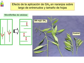 Control
300 mg/L GA3
Microfibrillas de celulosa
Efecto de la aplicación de GA3 en naranjos sobre
largo de entrenudos y tamaño de hojas
 