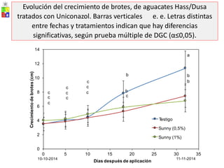 14
12
10
8
c
c c
6
4
2
0
0
10-10-2014
5 10 15 20 25 30 35
11-11-2014
Días después de aplicación
Crecimiento
de
brotes
(cm)
a
b b
c b
c c
c c c b
c
T
estigo
Sunny (0,5%)
Sunny (1%)
Evolución del crecimiento de brotes, de aguacates Hass/Dusa
tratados con Uniconazol. Barras verticales e. e. Letras distintas
entre fechas y tratamientos indican que hay diferencias
significativas, según prueba múltiple de DGC (α≤0,05).
 