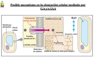 Posible mecanismo en la elongación celular mediado por
GAy/o IAA
vía GAs y/o IAA
Elongación celular
Estimulación PARED CELULAR H2O
Membrana
plasmática Pared
celular
Activación
Proteína
(bomba de H+)
Expansinas
CITOPLASMA
Moléculas
de celulosa Perdida de celulosa, la célula puede elongarse
 