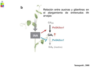 Relación entre auxinas y giberlinas en
de
el alargamiento de entrenudos
arvejas
Y
amagushi , 2008
 