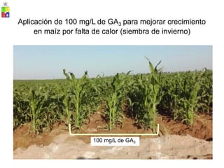 Aplicación de 100 mg/L de GA3 para mejorar crecimiento
en maíz por falta de calor (siembra de invierno)
100 mg/L de GA3
 
