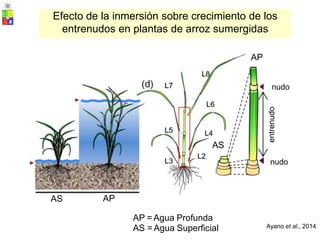 AP = Agua Profunda
AS = Agua Superficial Ayano et al., 2014
entrenudo
AP
AS
nudo
AS
nudo
AP
Efecto de la inmersión sobre crecimiento de los
entrenudos en plantas de arroz sumergidas
 