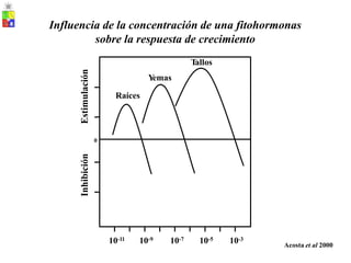 Influencia de la concentración de una fitohormonas
sobre la respuesta de crecimiento
0
10-11 10-9 10-7 10-5 10-3
Acosta et al 2000
Inhibición
Estimulación
Tallos
Y
emas
Raíces
 