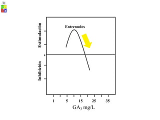 0
1 5 15 25 35
GA3 mg/L
Inhibición
Estimulación
Entrenudos
 
