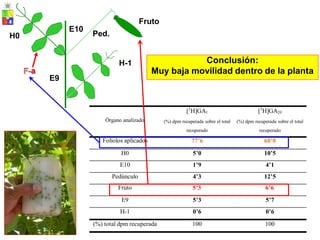F-
Fruto
E10
Ped.
H0
H-1
a
E9
[3
H]GA1
(%) dpm recuperada sobre el total
recuperado
[3
H]GA20
(%) dpm recuperada sobre el total
recuperado
Órgano analizado
H0 5’0 10’5
E10 1’9 4’1
Pedúnculo 4’3 12’5
E9 5’3 5’7
H-1 0’6 0’6
(%) total dpm recuperada 100 100
Fruto 5’3 6’6
Folíolos aplicados 77’6 60’0
Conclusión:
Muy baja movilidad dentro de la planta
 