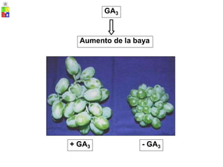 - GA3
+ GA3
Aumento de la baya
GA3
 
