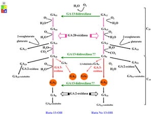 O2
H2O
GA13-hidroxilasa
GA53 GA12
O2
H2O
O2
H2O
C20
GA44 GA15
O2 O2
GA20-oxidasa
2-oxoglutarato
glutarato
2-oxoglutarato
glutarato
H O H O
2 2
GA19 GA24
H2O
CO2
H2O
CO2
GA17 GA25
GA13-hidroxilasa ??
GA20 GA9
GA51
GA2-oxidasa
GA5
GA3-
oxidasa
O2
GA29
GA2-oxidasa
O2 2,3-didehidro-GA9
GA3-
oxidasa
GA7
H O
H O 2
2
GA51-catabolito
GA29-catabolito GA3
C19
GA4
GA1 GA13-hidroxilasa ??
GA2-oxidasa GA34
GA8
GA8-catabolito
GA34-catabolito
Ruta 13-OH Ruta No 13-OH
 