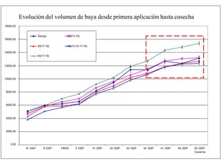 Evolución del volumen de baya desde primera aplicación hasta cosecha
18000,00
Testigo 20(13-15)
16000,00
20(17-19) 20(13-15;17-19)
14000,00
40(17-19)
12000,00
10000,00
8000,00
6000,00
4000,00
2000,00
0,00
16 DAP 8 DAP PINTA 6 DDP 14 DDP 20 DDP 30 DDP 34 DDP 41 DDP 49 DDP 55 DDP-
Cosecha
 
