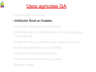 Usos agrícolas GA
-
-
-
-
Crecimiento de frutos.
Inhibición floral en frutales.
Promover floración en hortalizas.
Inhibición de su síntesis para control
de la planta.
de tamaño
-
-
-
-
-
Inhibición de su síntesis para mejorar
Evitar degradación de la clorofila.
Aumentar firmeza de la pulpa.
Germinación de semillas y papas
Mejorar cuaja
floración.
 
