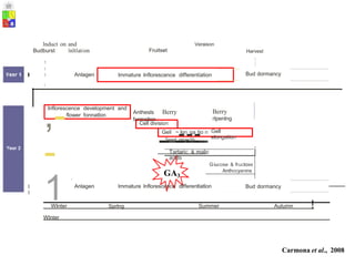 lnduct on
Budburst
and
lnltlatíon
Veraison
Fruitset Harvest
1
j
!
Bud dormancy
1
1
1 Anlagen
1
,-
-
1
Anthesls Berry
formatlon
Berry
rlpenlng
flower fonnatlon
'
I Gell ~
-
lon
-ga
-tio n Gell
elongation
Seed grow1h
j
Tartaric & malic
acids
GA3
1
Anlagen lmmature lnflorescence dlfferentlatlon
1
1
Bud dormancy
Wlnter Sprlng Summer Autumn !
Wlnter
Carmona et al., 2008
Giucose & fructose
Anthocyanins
Cell division
lnflorescence development and
1
lmmature lnflorescence differentíation
 