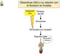 Síntesis
de GA
GAactivas
GAacople a su receptor
Represor GAI
No puedo
florecer
Aplicación
GA3
Giberelinas (GA) y su relación con
la floracion en frutales
 