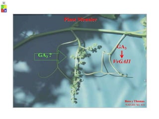 VvGAI1
Pinot Meunier
GA3
GA3 ?
Boss y Thomas
NA
TURE V
ol. 416
 