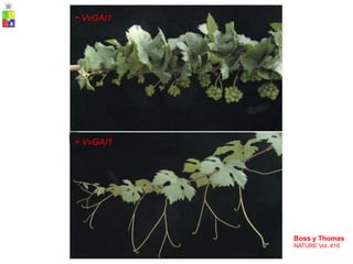 - VvGAI1
+ VvGAI1
Boss y Thomas
NATURE Vol. 416
 