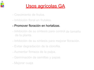 Usos agrícolas GA
-
-
-
-
Crecimiento de frutos.
Inhibición floral en frutales.
Promover floración en hortalizas.
Inhibición de su síntesis para control
de la planta.
de tamaño
-
-
-
-
-
Inhibición de su síntesis para mejorar
Evitar degradación de la clorofila.
Aumentar firmeza de la pulpa.
Germinación de semillas y papas
Mejorar cuaja
floración.
 