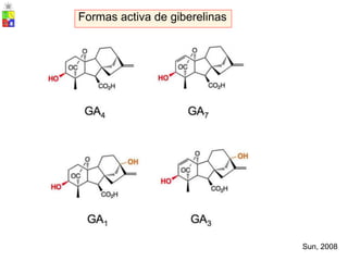 Sun, 2008
Formas activa de giberelinas
 