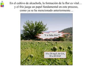 En el cultivo de alcachofa, la formación de la flor es vital…
y el frío juega un papel fundamental en este proceso,
como ya se ha mencionado anteriormente…
Y si falta frío??
10 a 20 mg/L de GA3
30 a 60 DAF
 