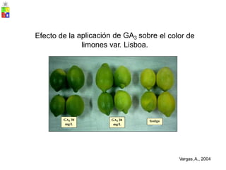 Efecto de la aplicación de GA3 sobre el color de
limones var. Lisboa.
Vargas,A., 2004
mg/L
mg/L
GA3 30 GA3 20 Testigo
 