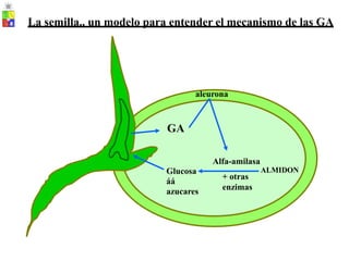 La semilla.. un modelo para entender el mecanismo de las GA
aleurona
GA
Alfa-amilasa
+ otras
enzimas
Glucosa
áá
azucares
ALMIDON
 