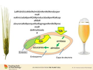 La#hidrólisis#del#almidón#en#el#endosper
mo#
es#iniciada#por#GA#producidas#por#la#cap
a#de#
aleurona#o#porque#se#agregan#en#el#proc
eso#
de#malteado
#
GA
GA
azucares almidón
Embrión
Endospermo Capa de aleurona
amilasa
 