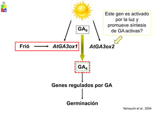 AtGA3ox2
Genes regulados por GA
Germinación
Yamauchi et al., 2004
GA4
Frió AtGA3ox1
GA9
Este gen es activado
por la luz y
promueve síntesis
de GA activas?
 