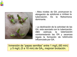 - Altos niveles
elongación de
tuberización.
dominante.
de GA, promueven la
estolones e inhiben la
Es la fitohormona
- La declinación de la actividad de las
GA, esta asociado con la tuberización.
tuberización
ABA estimula la
GA
contrarrestando las y sacarosa
tubérculos
regula la formación de
influenciado por GA.
Inmersión de “papas semillas” entre 1 mg/L (60 min)
y 5 mg/L (5 a 10 min) de GA3, mejoran brotación.
 