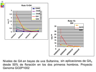 2
35
Niveles de GA en bayas de uva Sultanina, sin aplicaciones de GA3
desde 50% de floración en los dos primeros hombros. Proyecto
Genoma GO2P1002
ng/g
PF
ng/g
PF
Ruta 13-
OH
GA19
30
GA3
25
20
15
10
5
0
Ruta 13-OH
GA44
3 GA20
2,5 GA29
GA1
GA8
1,5
1
0,5
0
 