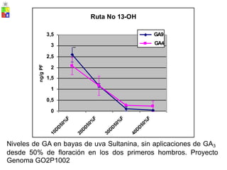 Niveles de GA en bayas de uva Sultanina, sin aplicaciones de GA3
desde 50% de floración en los dos primeros hombros. Proyecto
Genoma GO2P1002
ng/g
PF
Ruta No 13-OH
3,5 GA9
3 GA4
2,5
2
1,5
1
0,5
0
 
