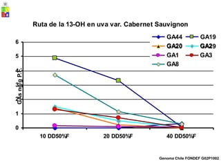 Ruta de la 13-OH en uva var. Cabernet Sauvignon
GA44 GA19
6
GA20 GA29
5
4
3
2
1
0
10 DD50%F 20 DD50%F 40 DD50%F
Genoma Chile FONDEF G02P1002
GAs
ng/g
P.F.
GA20 GA2
GA1 GA3
GA8
 