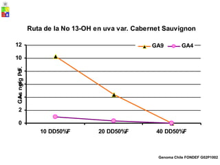 Ruta de la No 13-OH en uva var. Cabernet Sauvignon
12 GA9 GA4
10
8
6
4
2
0
10 DD50%F 20 DD50%F 40 DD50%F
Genoma Chile FONDEF G02P1002
GAs
ng/g
P.F.
 