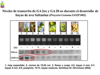 Niveles de transcrito de GA2ox y GA20 ox durante el desarrollo de
bayas de uva Sultanina (Proyecto Genoma GO2P1002)
1, hoja expandida; 2, racimo de 15-20 cm; 3, flores y cuaja; 4-5, bayas 4 mm; 6-7,
bayas 8 mm; 8-9, postpinta; 10-11, bayas maduras. Gentileza Dr. Hinrichsen (INIA)
 