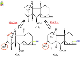 H
O
CO
H
GA3ox
GA3ox COOH
GA9
H
O
H
O
CO
CO
OH
OH
HO
HO H
H
COOH
COOH
GA7 GA4
 