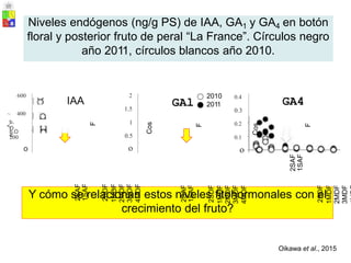 600 2 2010
2011
0.4
IAA GA4
GAl
1.5 0.3
~
b.
O
400
1 0.2
<,
b.O
200
e 0.5
o
0.1
o
o
Oikawa et al., 2015
2SAF
1SAF
F
2SDF
1MDF
2MDF
3MDF
4MDF
Cos
2SAF
1SAF
F
2SDF
1MDF
2MDF
3MDF
4MDF
Cos
2SAF
1SAF
F
2SDF
1MDF
2MDF
3MDF
Y cómo se relacionan estos niveles fitohormonales con el
crecimiento del fruto?
Niveles endógenos (ng/g PS) de IAA, GA1 y GA4 en botón
floral y posterior fruto de peral “La France”. Círculos negro
año 2011, círculos blancos año 2010.
 