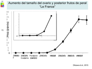 1.6
1.4
1.2
1
08
0.6
0.4
0.2
2WBB
2SAF lWBB
2SDF Flora
Bción 2WAB
2SDF lMAB
1MDF
40
0
35
0
30
0
25
0
O)
20
0
15
0
10
0
5
0
o
22
W
SB
AB
F
2
lW
SD
BF
B Flora
Bción 2
2W
SD
AF
B l
1M
MA
DB
F 2
2M
M
D
A
F
B 3
3M
MD
AF
B 4
4M
MA
DB
F
CosH
echa l2
M
M
A
D
H
C
Oikawa et al., 2015
Peso
(gramos)
.
o
Aumento del tamaño del ovario y posterior frutos de peral
“Le France”
 