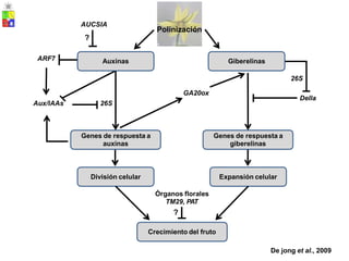 AUCSIA
?
Polinización
ARF7 Auxinas Giberelinas
26S
GA20ox
Della
Aux/IAAs 26S
Genes de respuesta a
auxinas
Genes de respuesta a
giberelinas
División celular Expansión celular
Órganos florales
TM29, PAT
?
Crecimiento del fruto
De jong et al., 2009
 