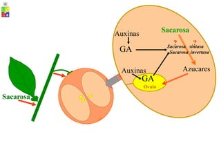 Sacarosa
Auxinas
? ?
Sacarosa sintasa
Sacarosa invertasa
GA
Azucares
Auxinas
GA
Ovulo
Sacarosa
 