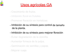 Usos agrícolas GA
-
-
-
-
Crecimiento de frutos.
Inhibición floral en frutales.
Promover floración en hortalizas.
Inhibición de su síntesis para control
de la planta.
de tamaño
-
-
-
-
-
Inhibición de su síntesis para mejorar
Evitar degradación de la clorofila.
Aumentar firmeza de la pulpa.
Germinación de semillas y papas
Mejorar cuaja
floración.
 