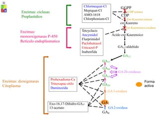 G
x
GPP
Enzimas: ciclasas
Proplastidios
CDP sintasa
CDP
xEnt-Kaureno sintasa
ent-Kaureno
xEnt-Kaurenoico oxidasa
Enzimas:
monooxigenasas P-450
Retículo endoplásmatico
Ácido ent-Kaurenoico
GA12-aldehido
GA12
GA53
x
GA44
x
GA19
GA20-oxidasas
x
GA20
x GA3-oxidasa
Enzimas: dioxigenasas
Citoplasma
Forma
activa
GA1
x GA2-oxidasa
GA8
Exo-16,17-Dihidro-GA5-
13-acetato
Prohexadiona-Ca
Trinexapac-etilo
Daminozida
Tetcyclacis
Ancymidol
Flurprimidol
Paclobutrazol
Unicazol-P
Inabenfida
Chlormequat-Cl
Mepiquat-Cl
AMO-1618
Chlorphonium-Cl
 