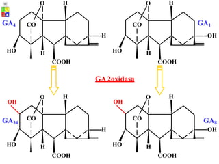 H H
O O
GA4 GA1
OH
CO CO
H
HO HO
H H
COOH COOH
GA2oxidasa
H H
O O
OH OH
CO CO
GA34 GA8
OH
H
HO HO
H H
COOH COOH
 